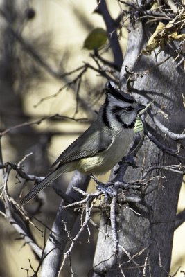 Bridled Titmouse 2809.jpg