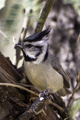 Chickadees and Allies