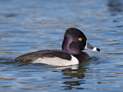 Ringed-neck-Duck-2347.jpg
