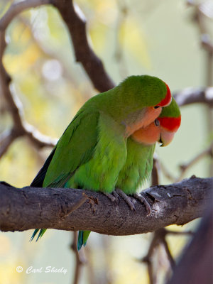 Rosy-faced-Lovebirds-2264.jpg