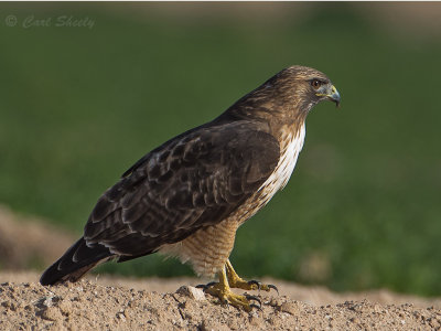 Red-tailed Hawk