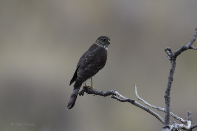 Sharp-shinned Hawk 2777.jpg