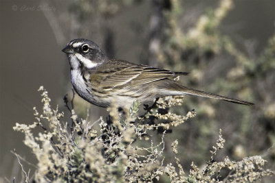 Sage Sparrow 1911.jpg