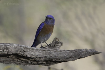 W Bluebird 3179.jpg