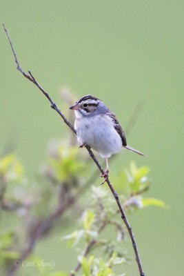 Clay-colored Sparrow-6.jpg