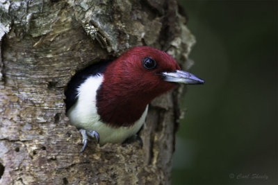Red-headed Woodpecker4109.jpg