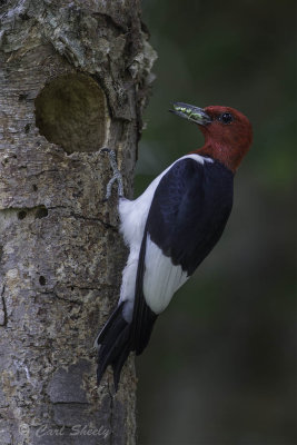 Red-headed Woodpecker4119.jpg