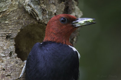 Red-headed Woodpecker4153.jpg