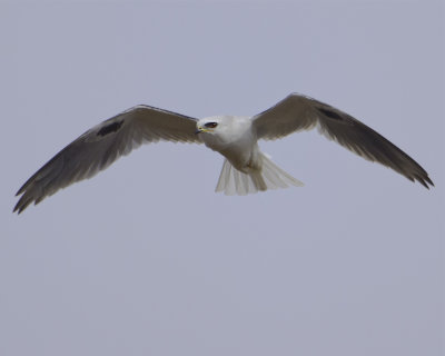 White-tailed Kite