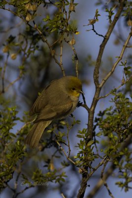 Verdin4959.jpg