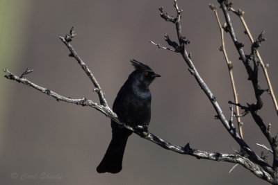 Phainopepla4982.jpg