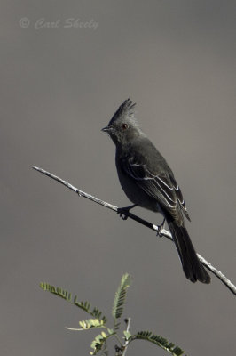 Silky-Flycatchers and Bulbuls