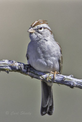 Rifous-winged Sparrow5094.jpg