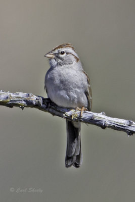 Rufous-winged Sparrow5106.jpg