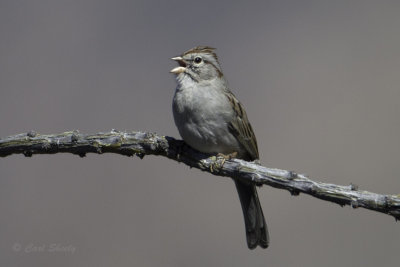 Rufous-winged Sparrow5131.jpg