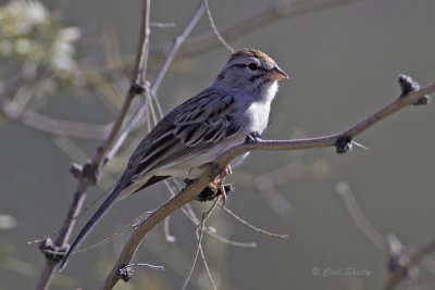 Rufous-winged Sparrow5144.jpg
