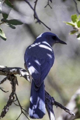 Mexican Jay