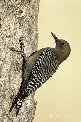 Gila Woodpecker5642.jpg