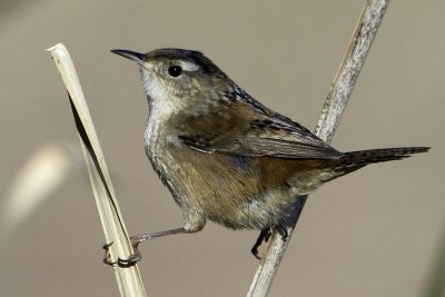 Marsh Wren