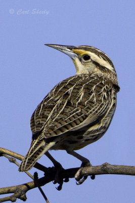 Eastern Meadowlark6320.jpg