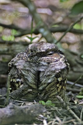 Common Pauraque6647.jpg