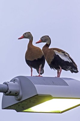 Black-bellied Whistling-Duck