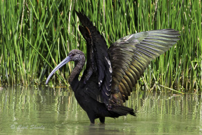 White-faced Ibis6662.jpg
