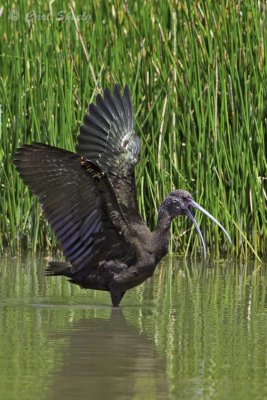 White-faced Ibis6676.jpg