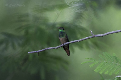 Buff-bellied Hummingbird7411.jpg