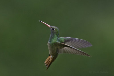Buff-bellied Hummingbird