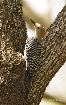 Golden-fronted Woodpecker-2.jpg