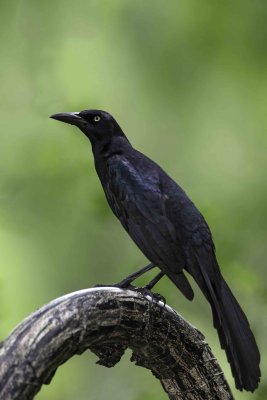 Great-tailed Grackle7248.jpg