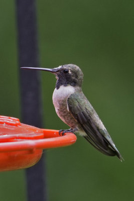 Black-chinned7311.jpg