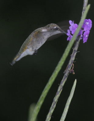 Ruby-throated Hummingbird-imm.jpg