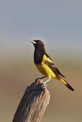 Scotts Oriole.jpg