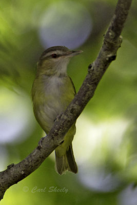 Yellow Green Vireo9004.jpg