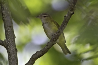 Yellow Green Vireo9023.jpg