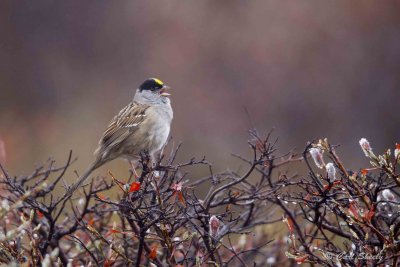 Golden-crowned Sparrow8145.jpg
