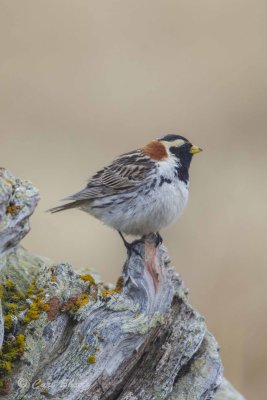 Lapland Longspur8928.jpg