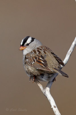 White-crowned-Sparrow0021.jpg