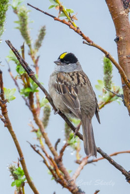 Golden-crowned-Sparrow2310.jpg