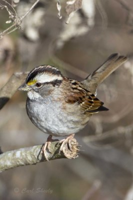 White-throated Sparrow0544.jpg