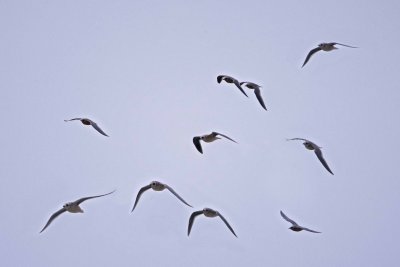 Flight of Rosss Gulls.jpg