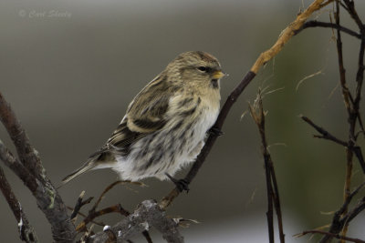Common Red Poll 0198.jpg