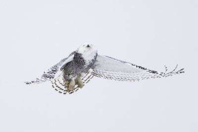 Snowy Owl 0240.jpg