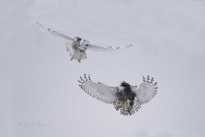 Snowy Owls 0230.jpg