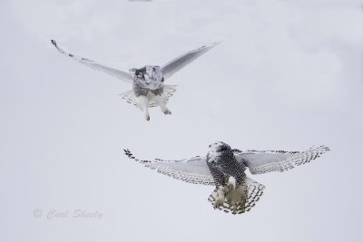 Snowy Owls 0232.jpg