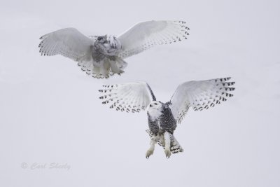 Snowy Owls 0234.jpg