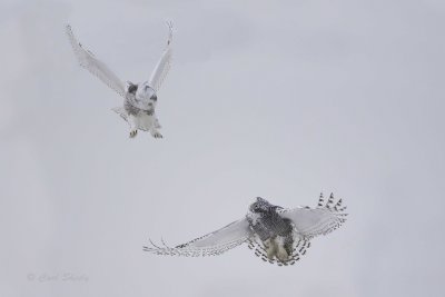 Snowy Owls.jpg