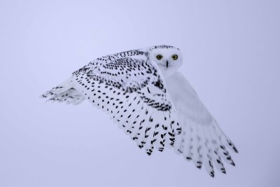 Snowt Owl 9854.jpg